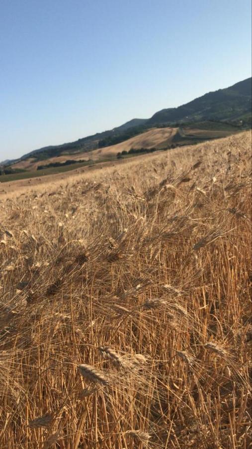 Agriturismo La Valle Della Lavanda - Podere Mezzastrada Fauglia Екстер'єр фото