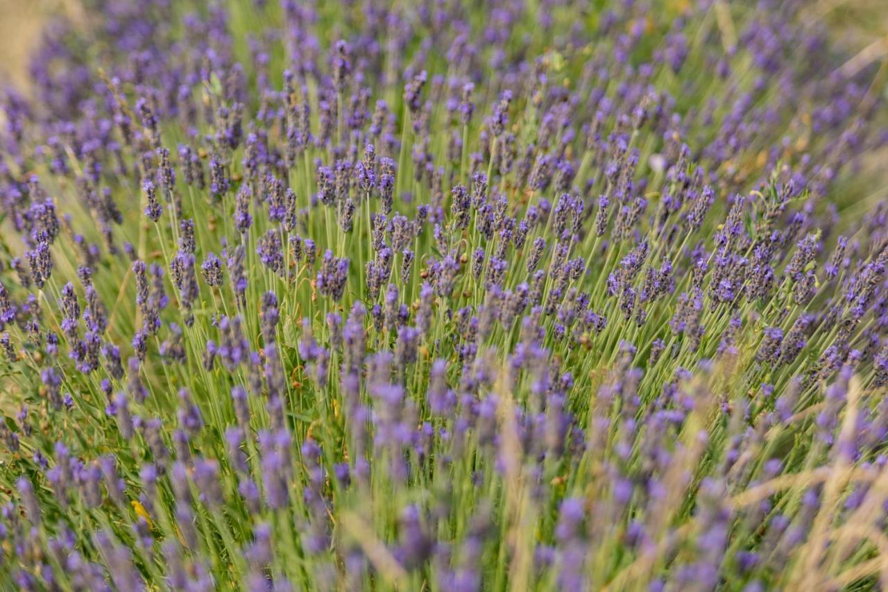 Agriturismo La Valle Della Lavanda - Podere Mezzastrada Fauglia Екстер'єр фото