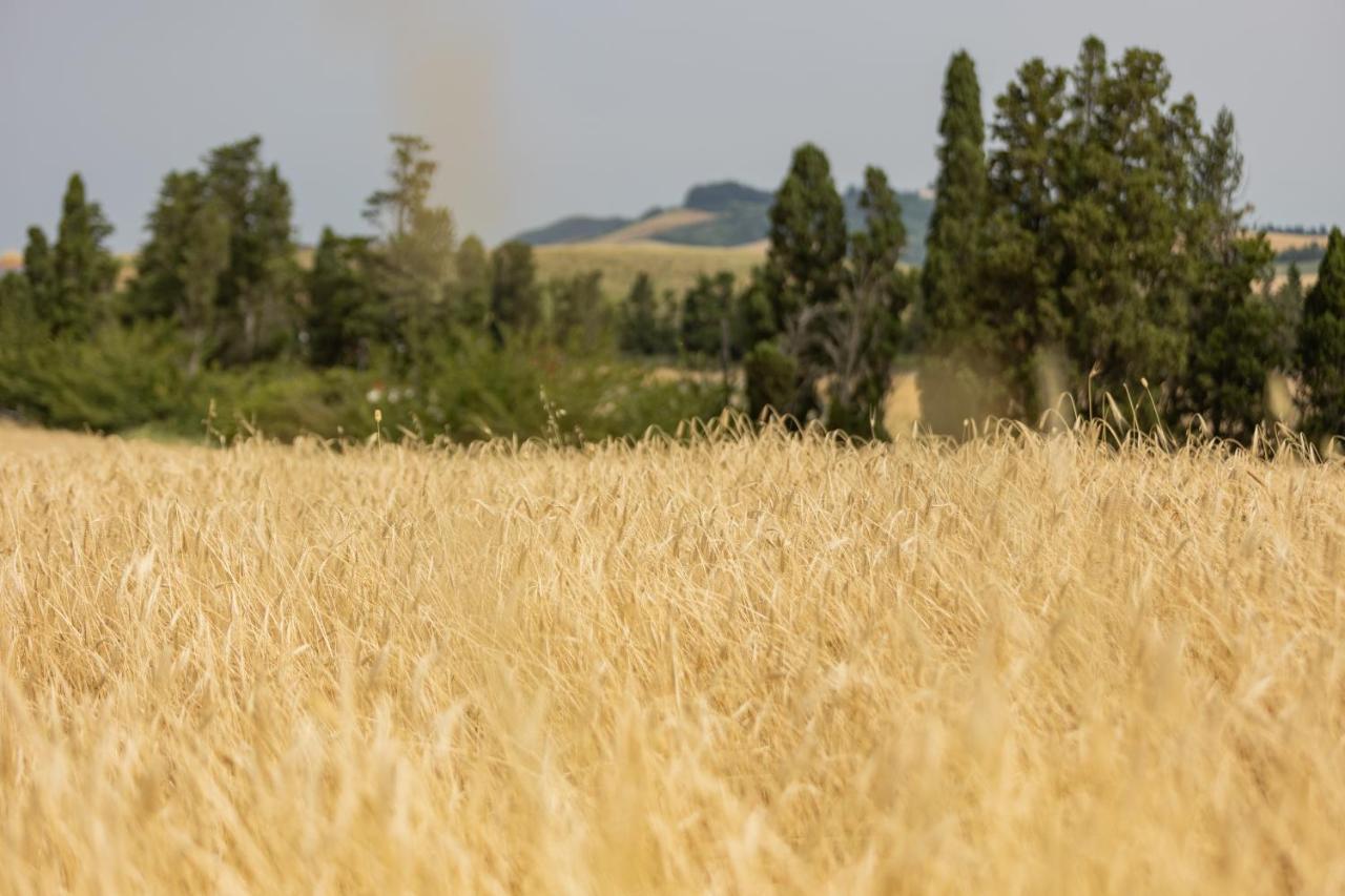 Agriturismo La Valle Della Lavanda - Podere Mezzastrada Fauglia Екстер'єр фото